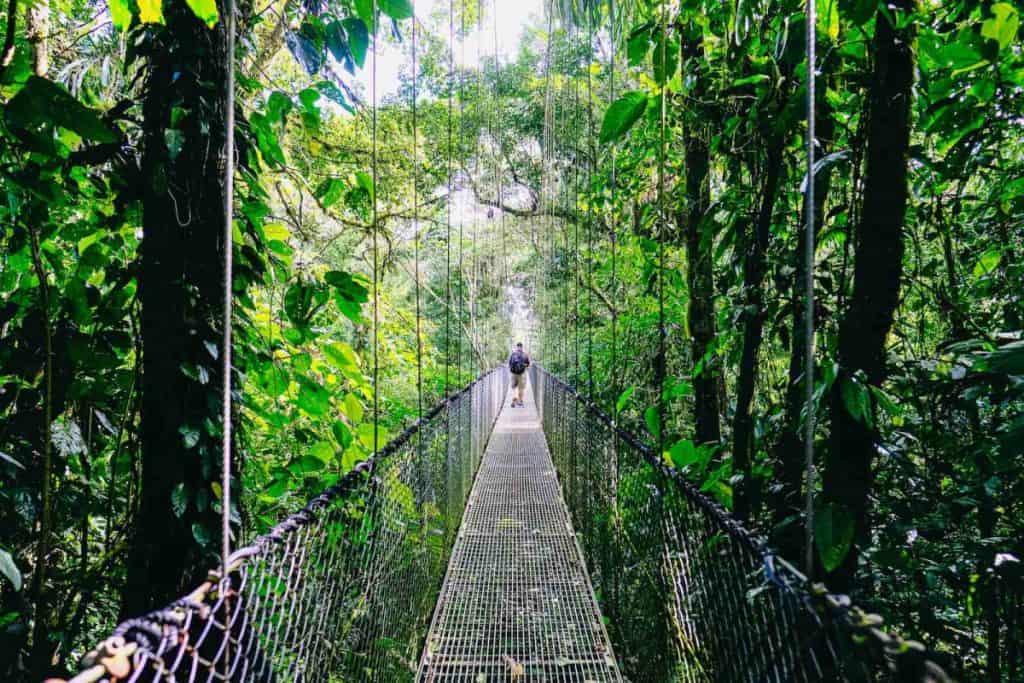 person walking on hanging bridge surrounded by green trees during daytime