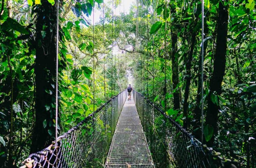 person walking on hanging bridge surrounded by green trees during daytime