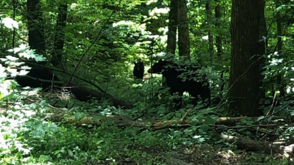 Two black bears move through the forest in Great Smoky Mountains NP.