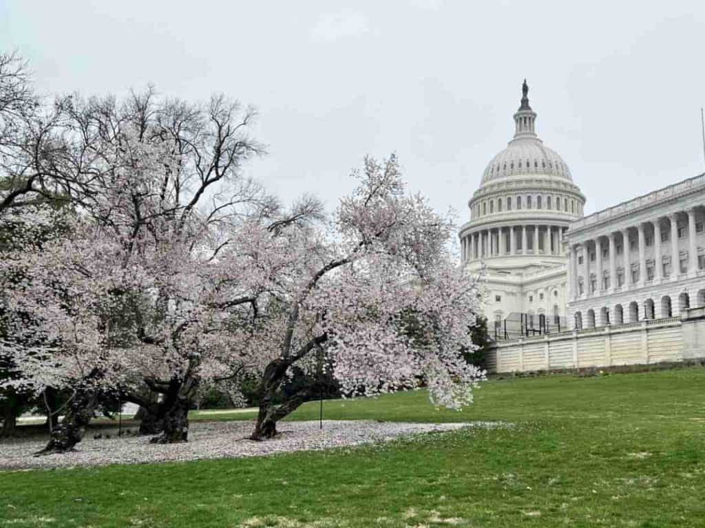 US Capitol Building and cherry blossoms