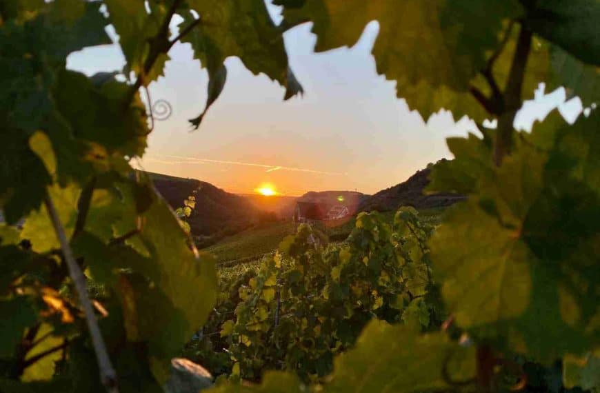 green leaves on mountain during sunset