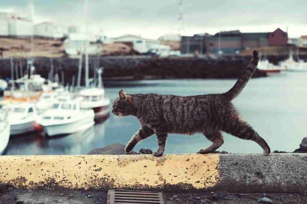 tabby cat on ledge with boats on the water in the background
