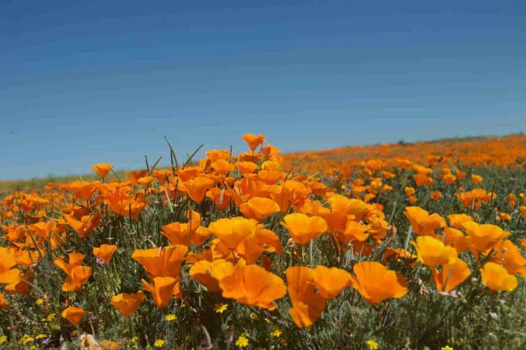 orange flower field under blue sky during daytime