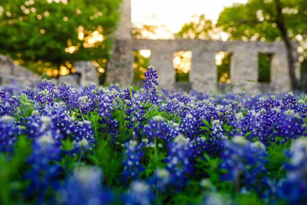 Bluebonnets