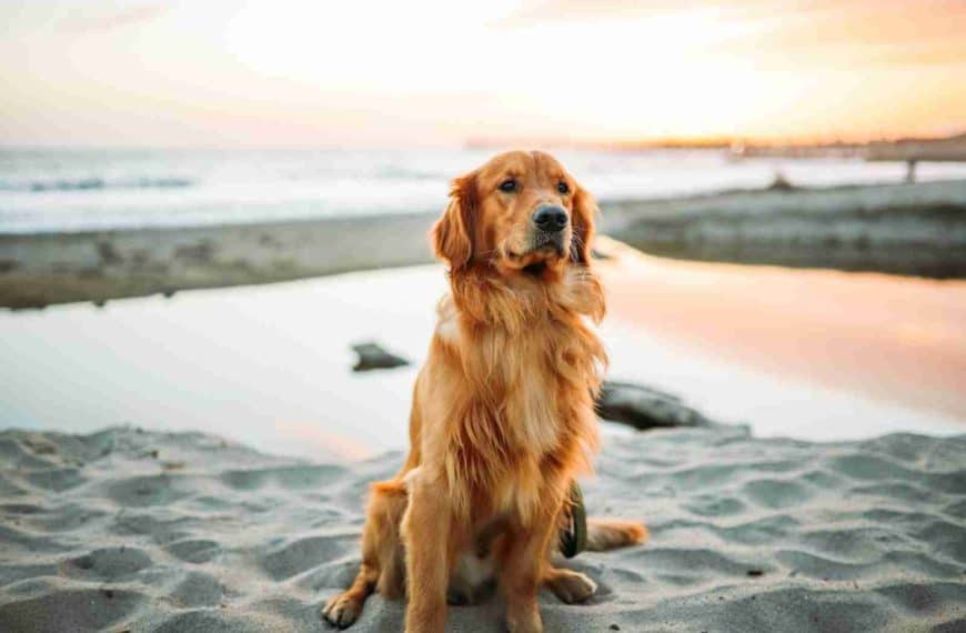 adult dog sitting on white sand near seashore