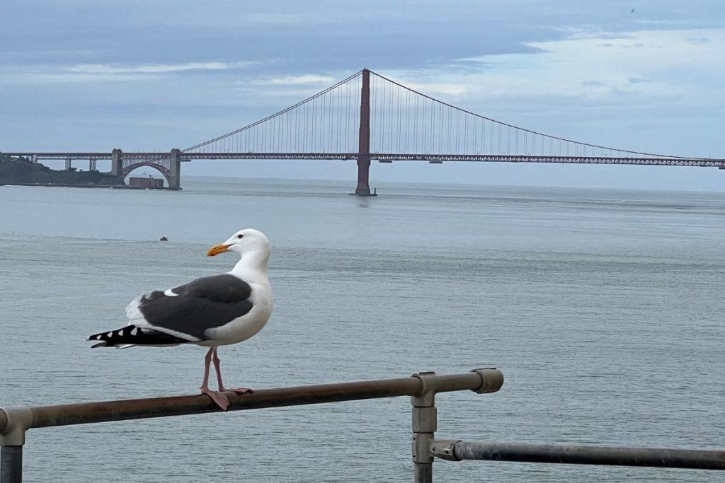 Bird with Golden Gate Bridge in the background
