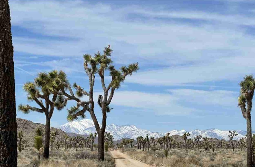 Joshua trees and snow-capped mountains