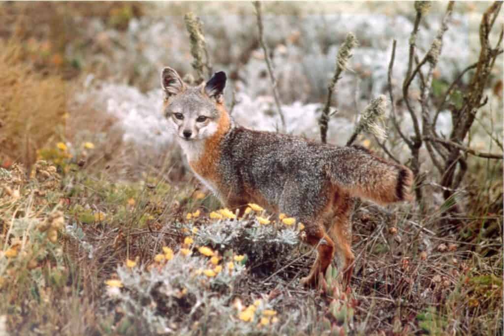 Island fox in Channel Islands National Park