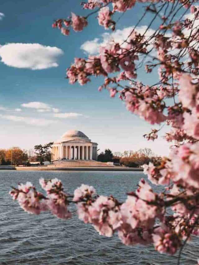 close up photo of cherry blossoms near body of water