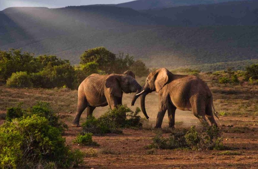 elephants on an African Safari