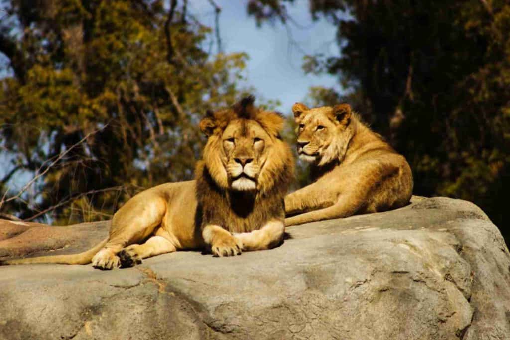 shallow focus photography of lion and lioness - African Safari