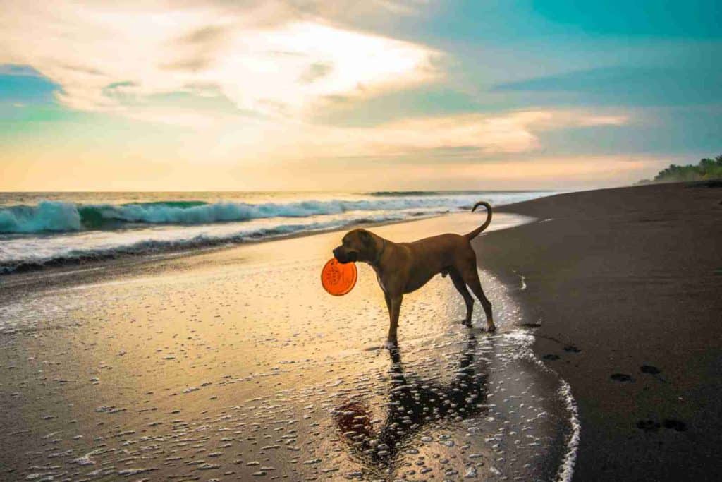 dog with orange frisbee in seashore