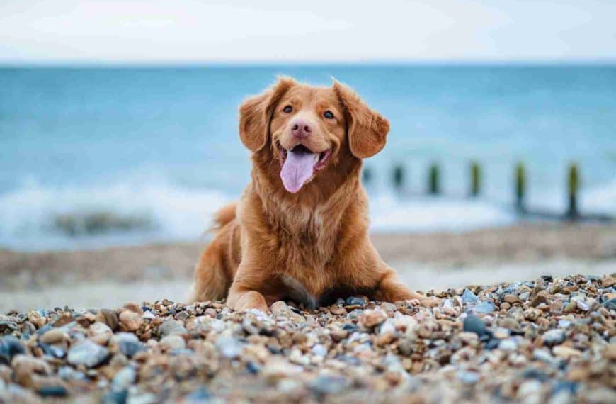 golden retriever lying on ground during daytime