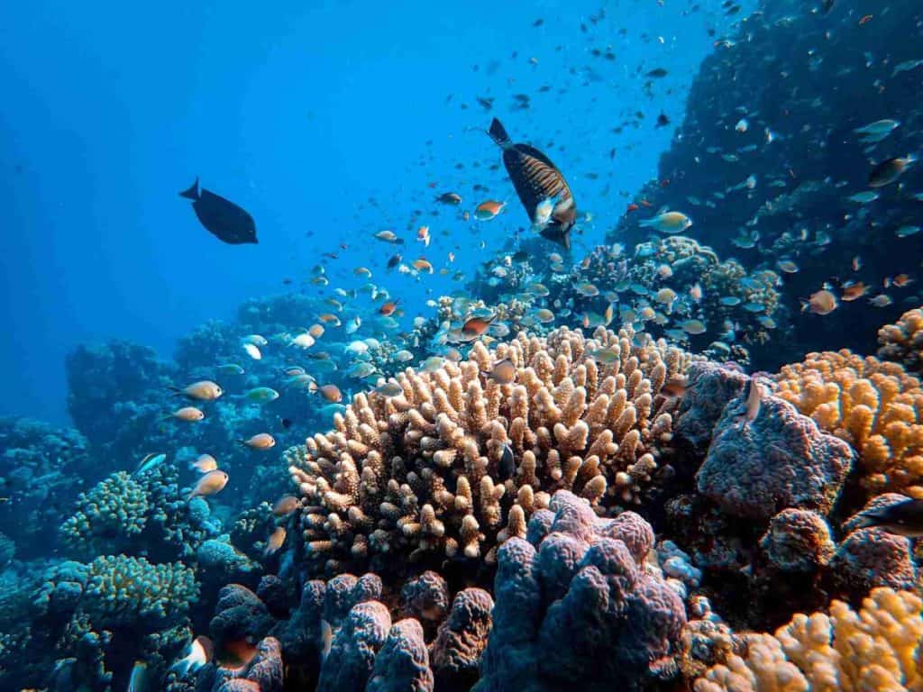 spots for snorkeling in the Caribbean