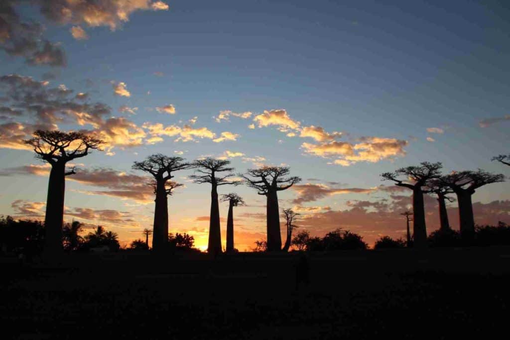 most beautiful places in the world - Avenue of the Baobabs, Madagascar
