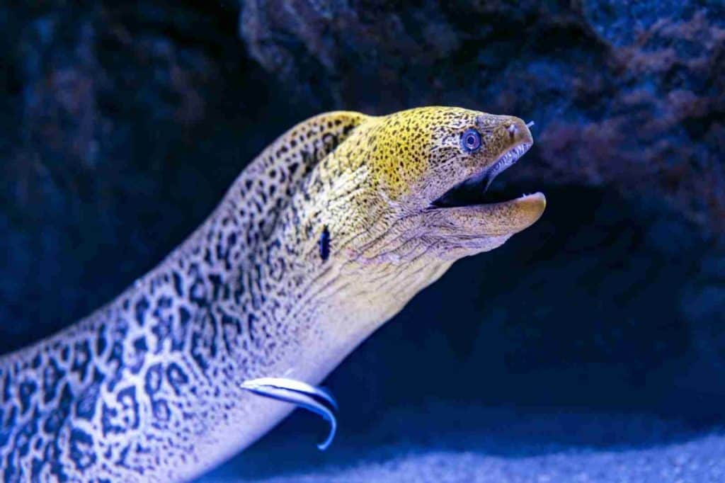 moray eel