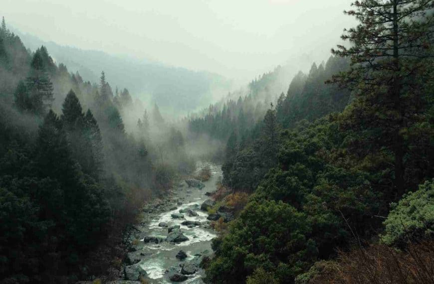 aerial shot of forest