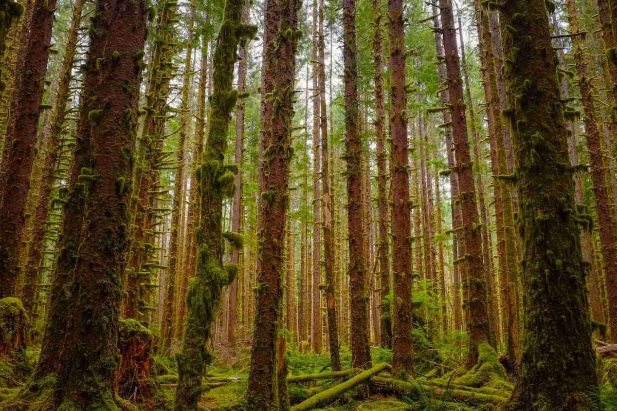 temperate rainforest in Olympic National Park
