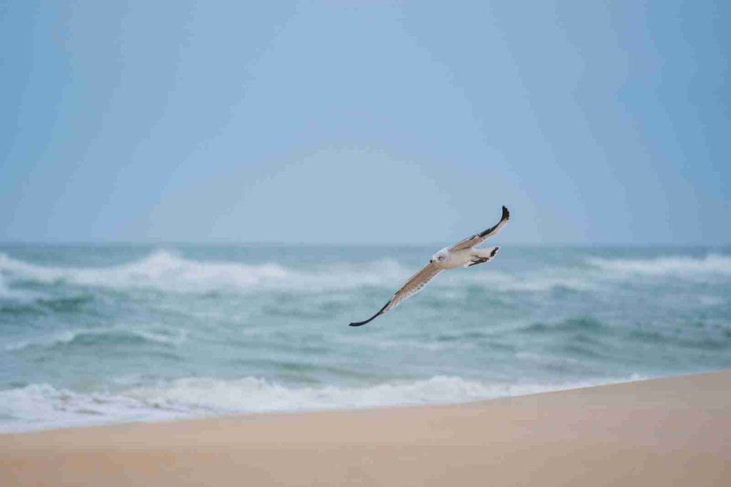 a bird flying over the ocean on a beach