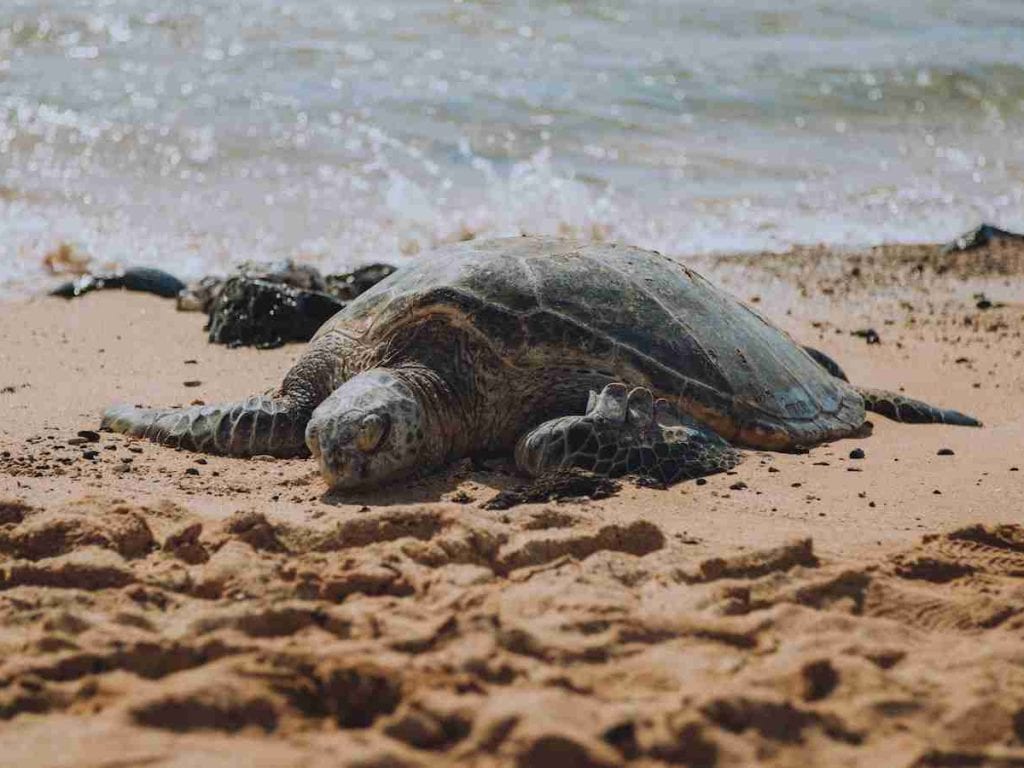 brown and green turtle on brown sand