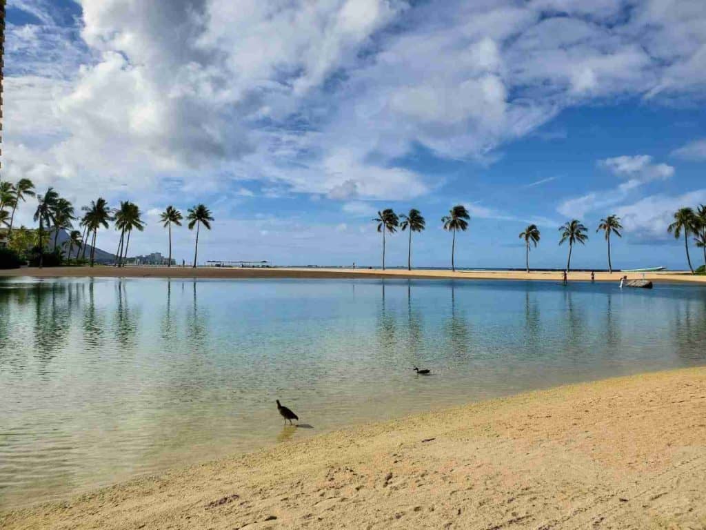 black bird flying over the beach during daytime