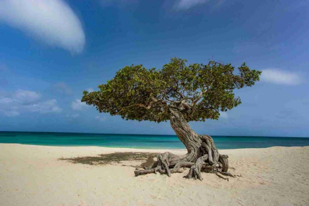 green tree on white sand beach during daytime