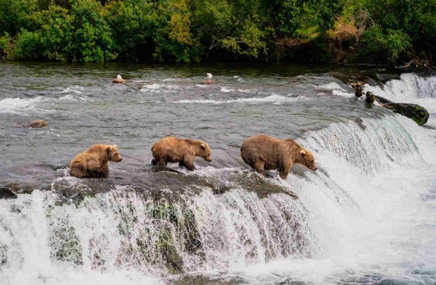 a group of brown bears standing on top of a waterfall