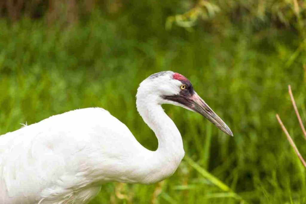 Rare whooping crane near Kissimmee, FL