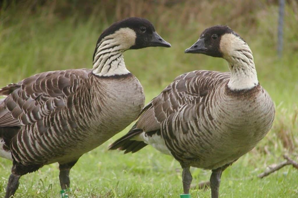 Hawaiian geese
