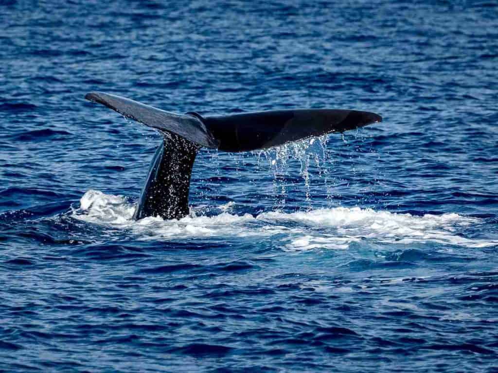 whale tail in the middle of the sea
