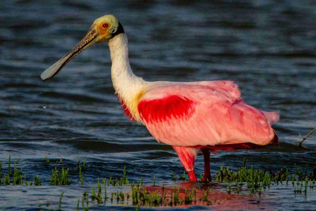 a pink and yellow bird standing in the water