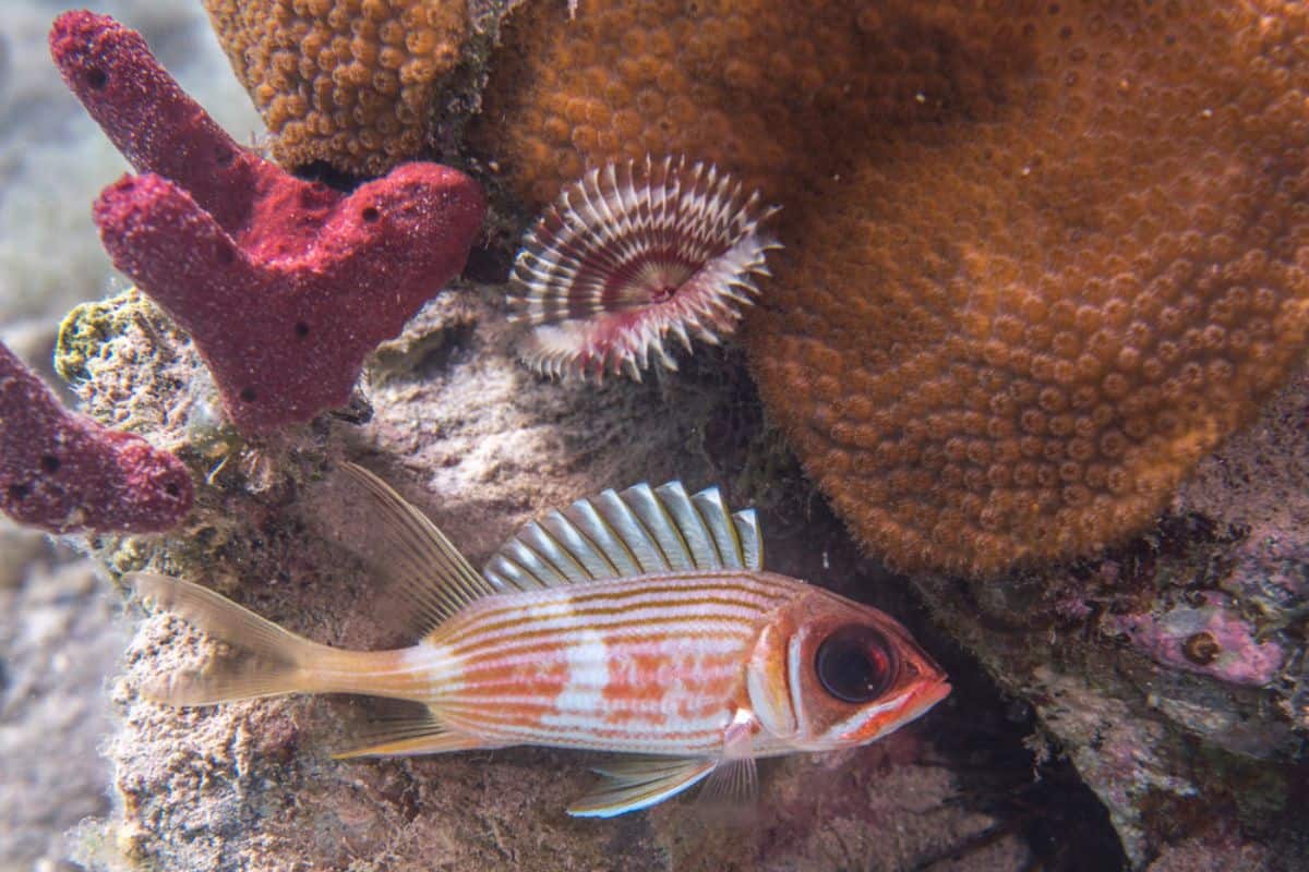 Longspine squirrel fish in waters of Virgin Islands