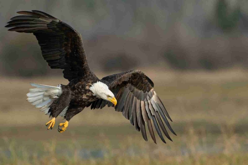 bald eagle above brown frield in Kissimmee, FL