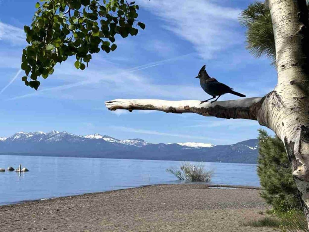 Lake Forest Beach in Tahoe City