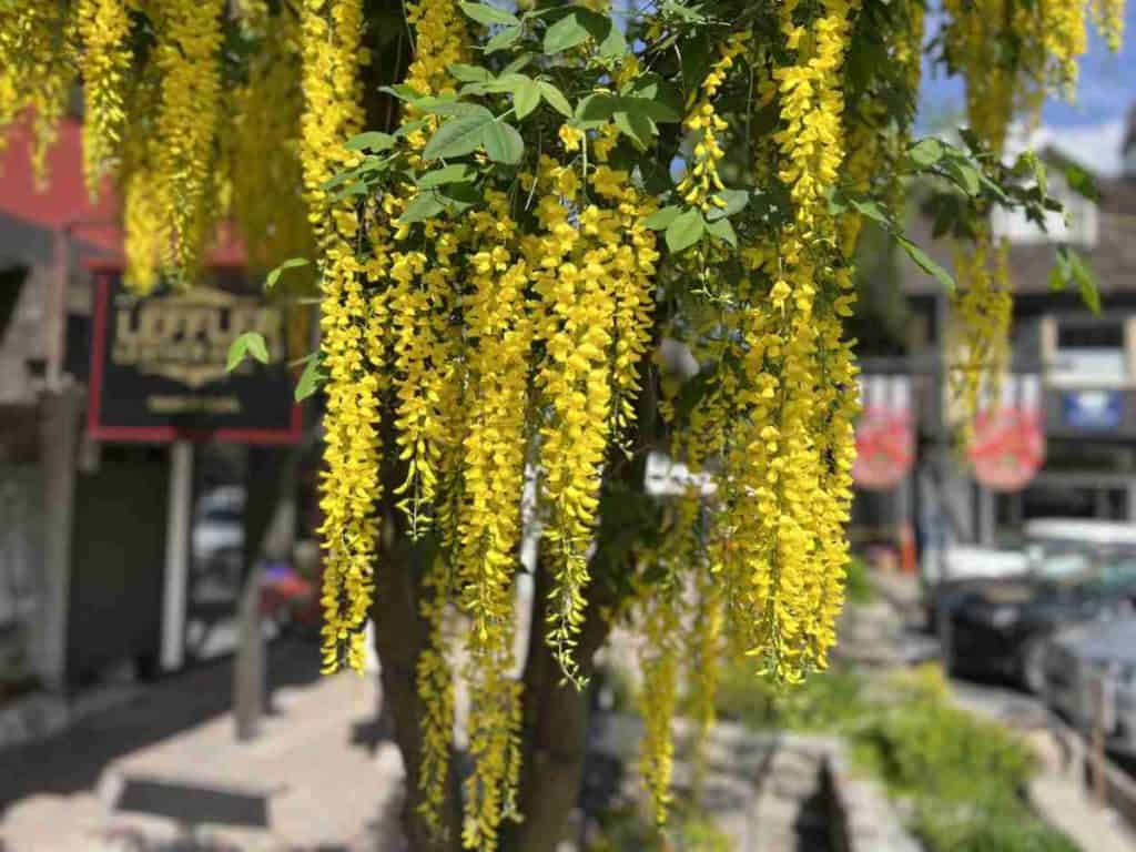 Blooming golden chains in Tahoe City
