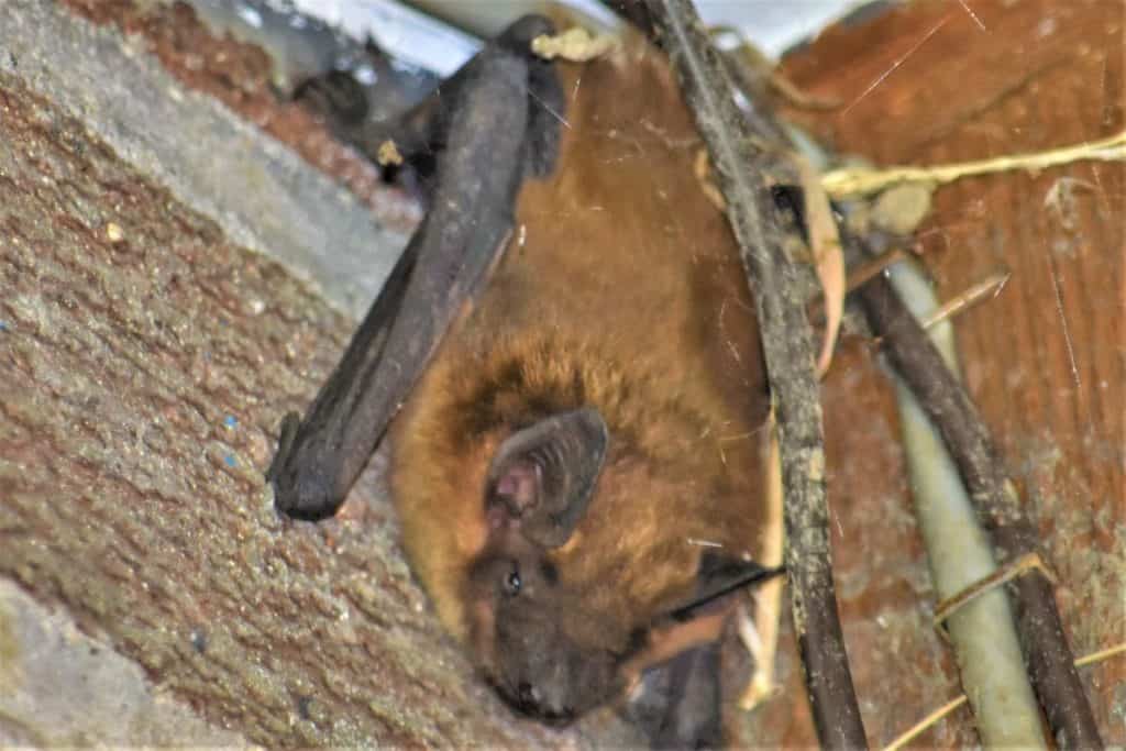 unexpected Cape Cod wildlife - big brown bat