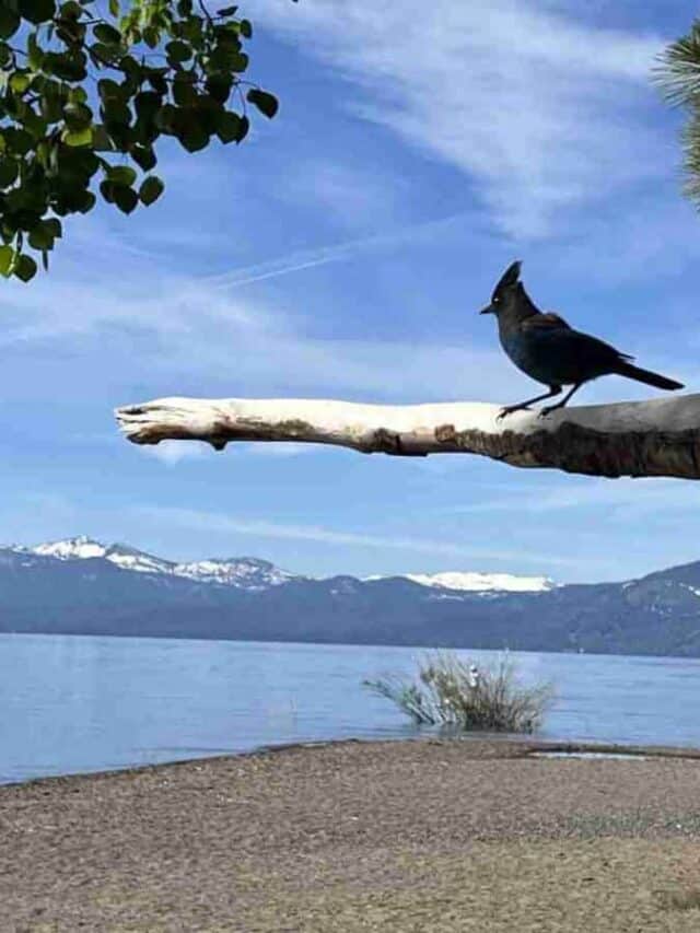 Lake Forest Beach in Tahoe City