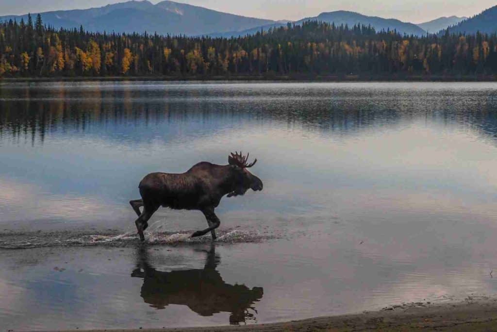moose on lake shore during daytime