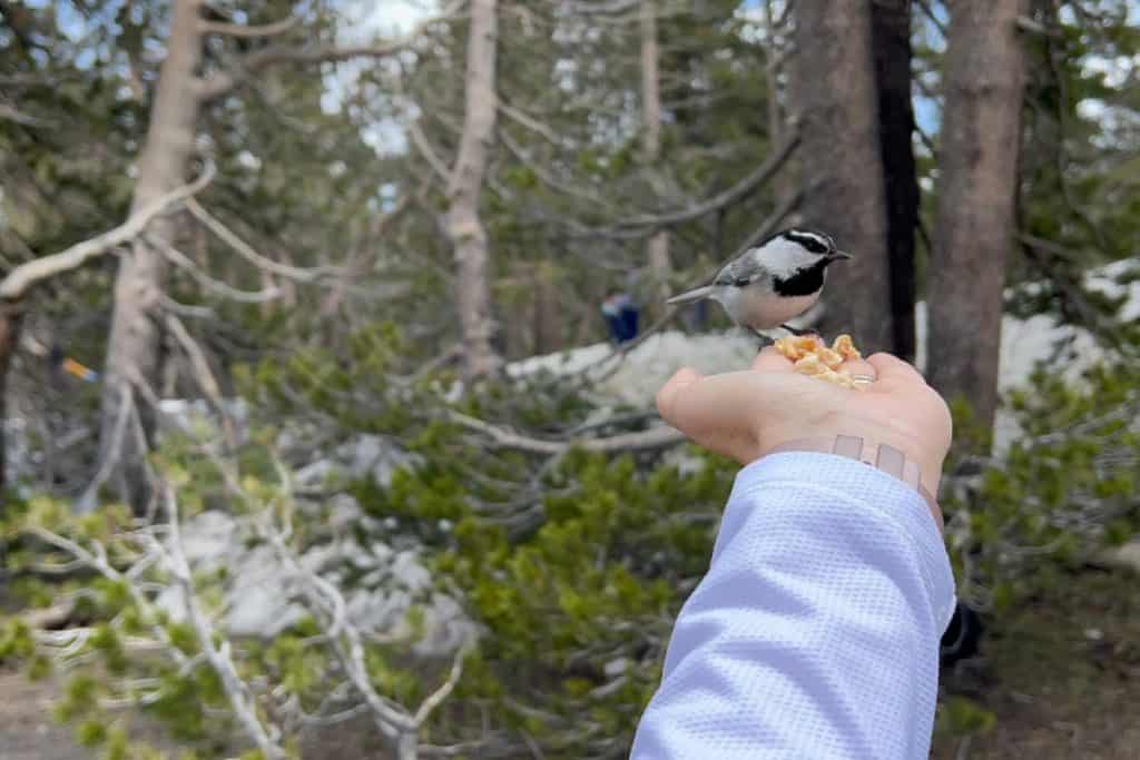 things to do in North Lake Tahoe - feed chickadees from your hand in Chickadee Ridge