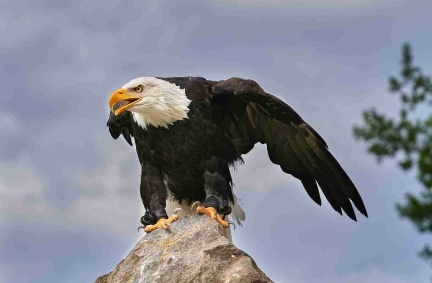 Bald eagle in a national park, USA
