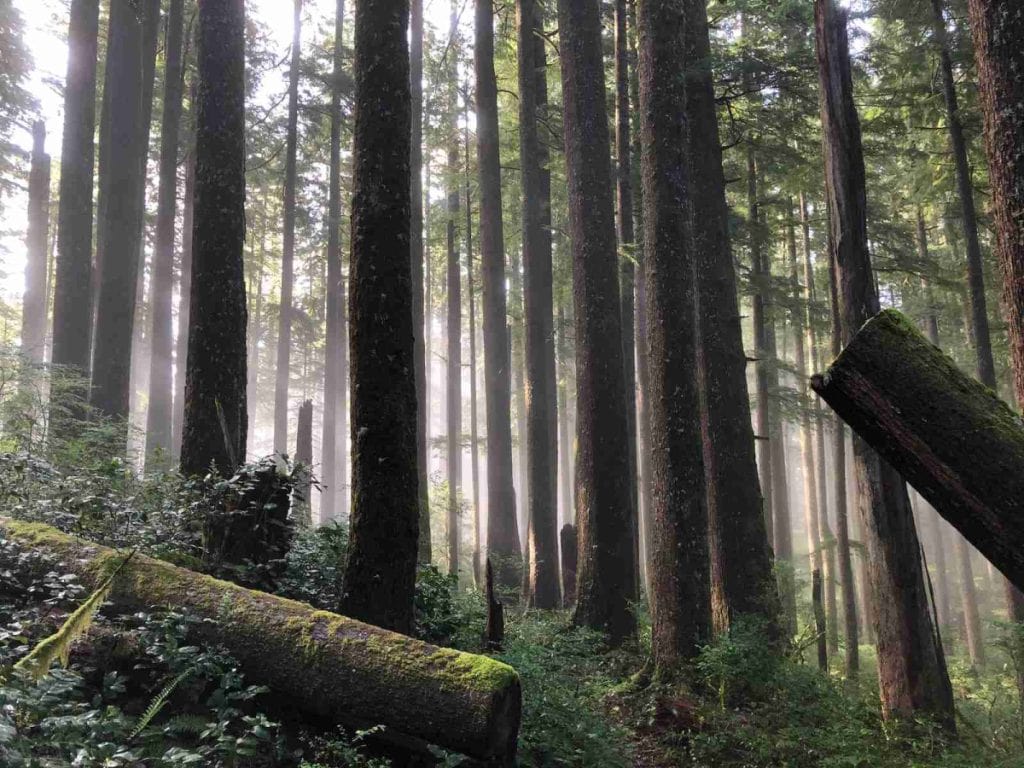 view of forest during daytime