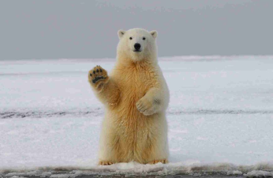 polar bear on snow covered ground during daytime