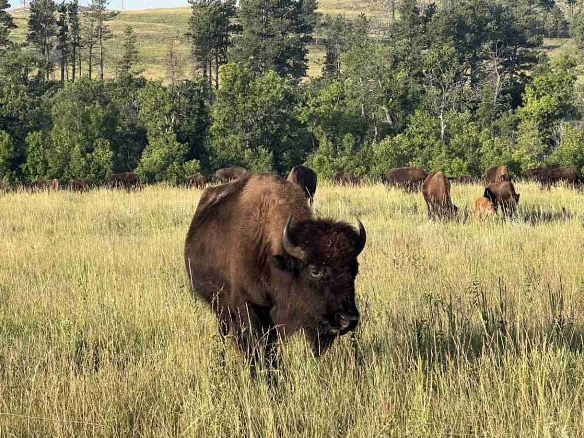 Herd of buffalo in Custer State Park