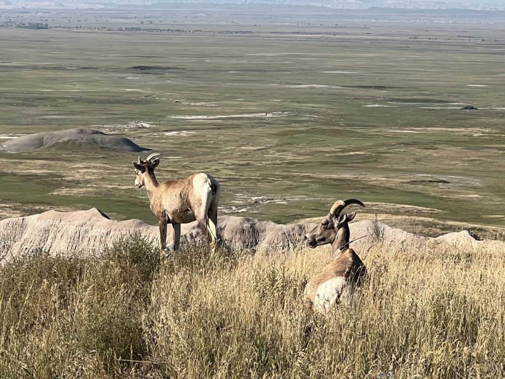 Bighorn sheep in the Badlands