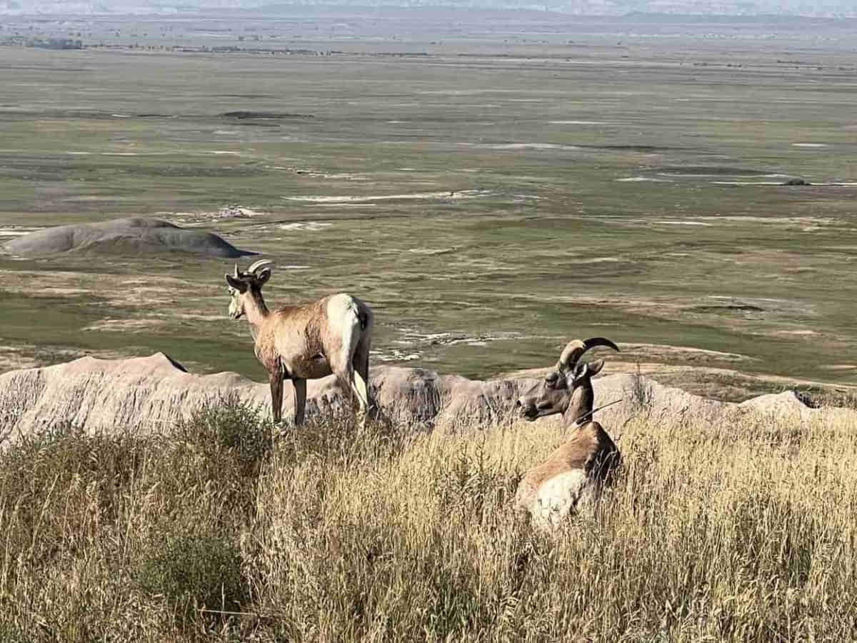 Bighorn sheep in the Badlands