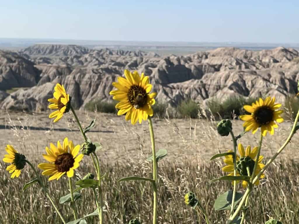 Wildflowers in the Badlands, SD