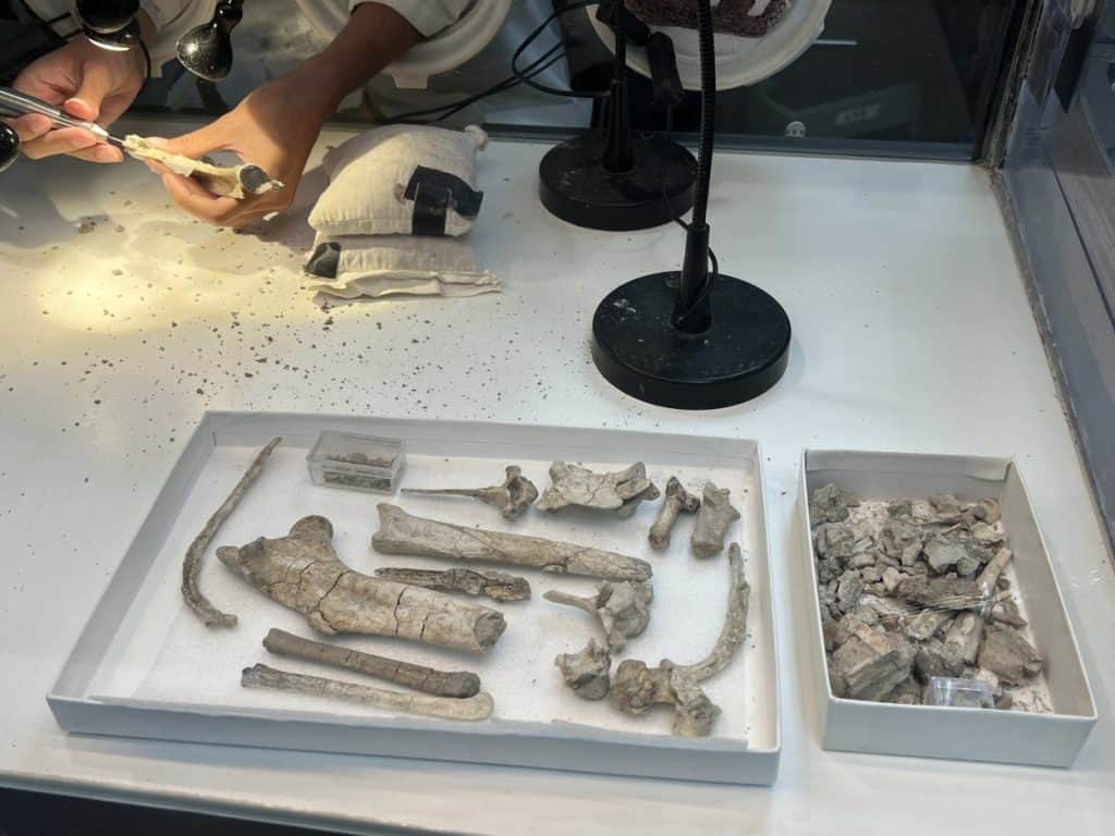 Badlands National Park fossil prep lab