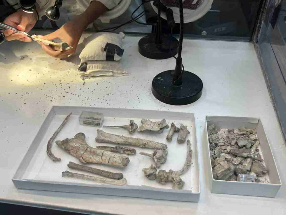 Badlands National Park fossil prep lab