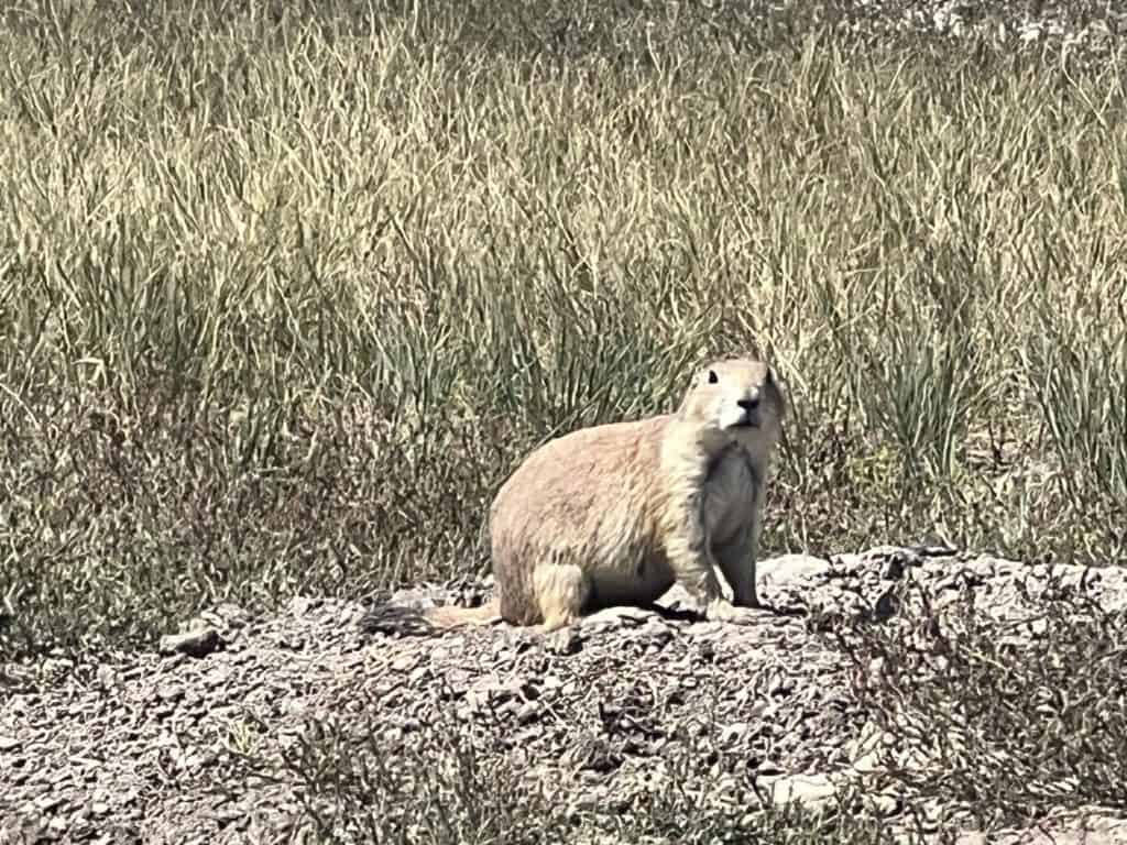 Prairie dog in the Badlands