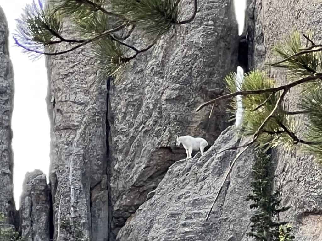 Mountain goat in Custer State Park